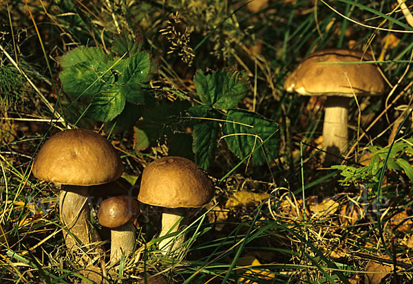 Birkenpilz (Leccinum scabrum)