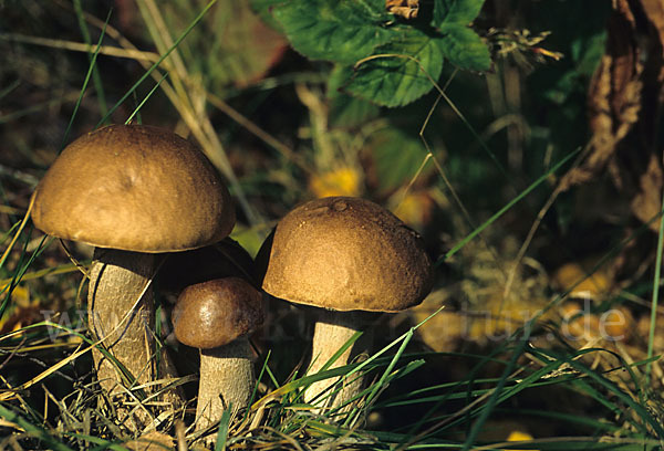 Birkenpilz (Leccinum scabrum)