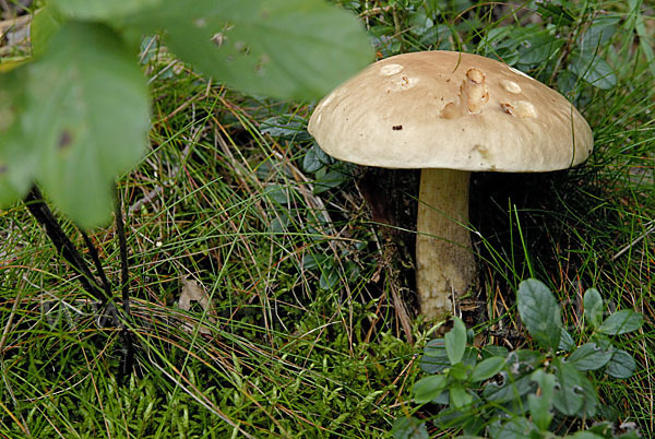 Birkenpilz (Leccinum scabrum)