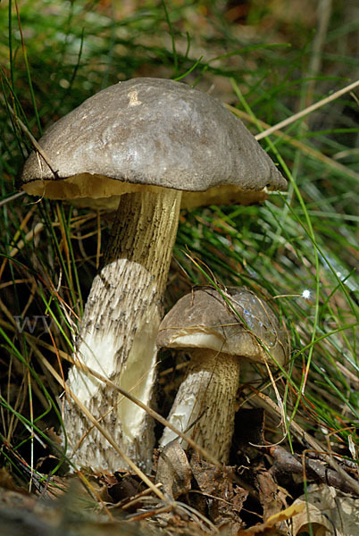 Birkenpilz (Leccinum scabrum)