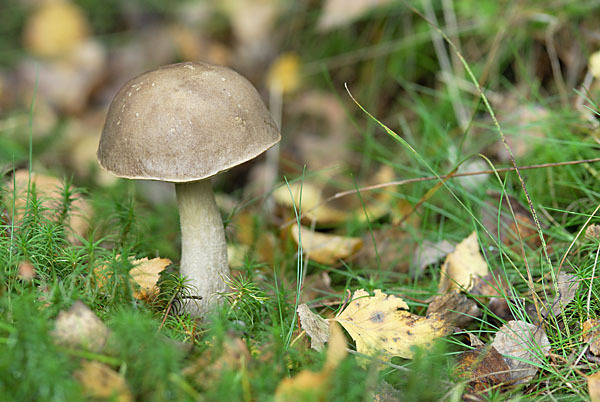 Birkenpilz (Leccinum scabrum)