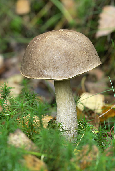 Birkenpilz (Leccinum scabrum)