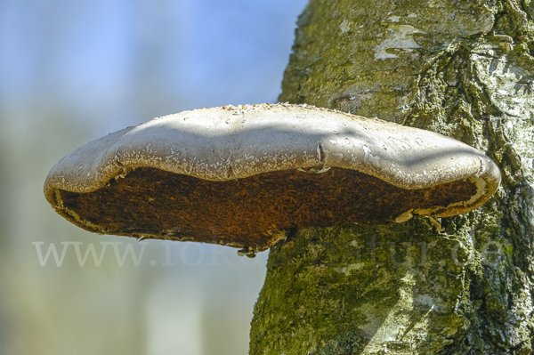 Birkenporling (Piptoporus betulinus)