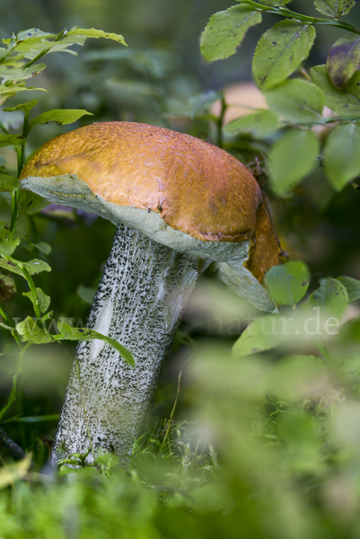 Birkenrotkappe (Leccinum testaceoscabrum)