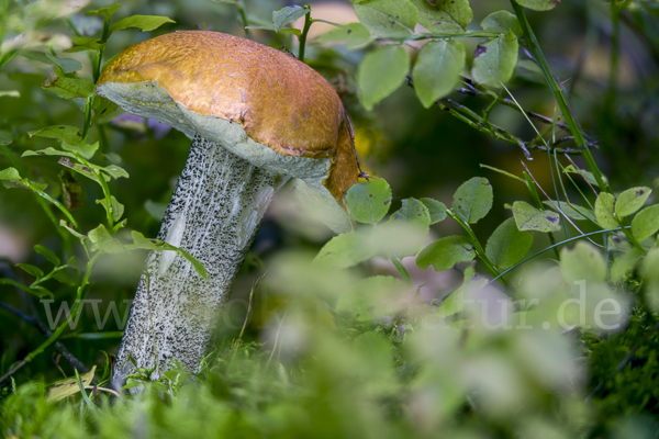 Birkenrotkappe (Leccinum testaceoscabrum)