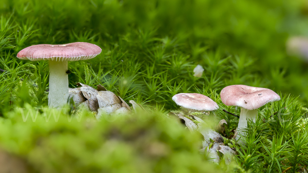 Birkenspeitäubling (Russula betularum)