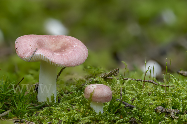 Birkenspeitäubling (Russula betularum)