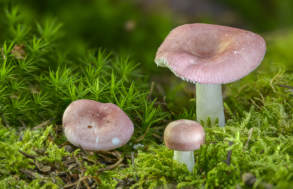 Birkenspeitäubling (Russula betularum)