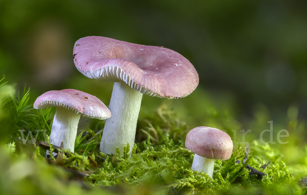 Birkenspeitäubling (Russula betularum)