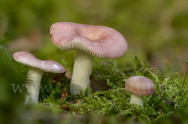 Birkenspeitäubling (Russula betularum)