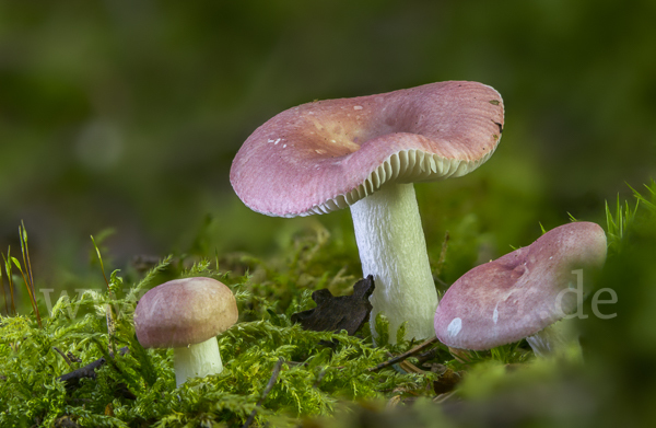 Birkenspeitäubling (Russula betularum)