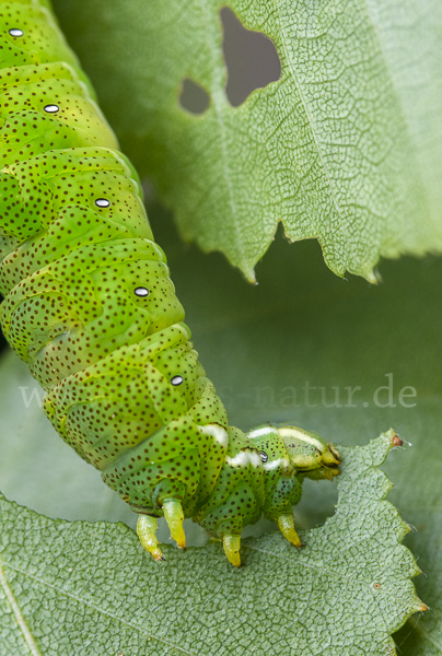 Birkenspinner (Endromis versicolora)