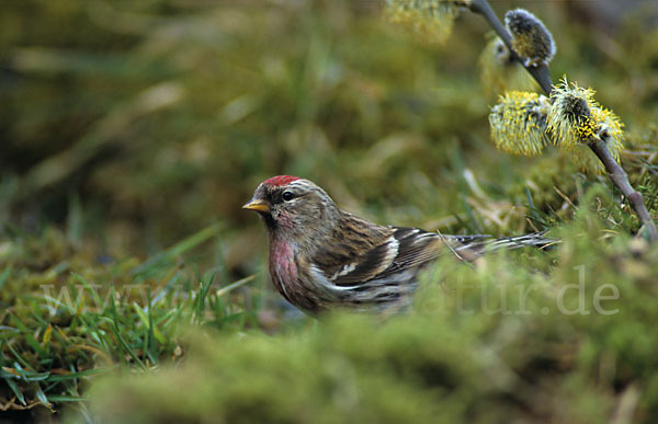 Birkenzeisig (Acanthis flammea)