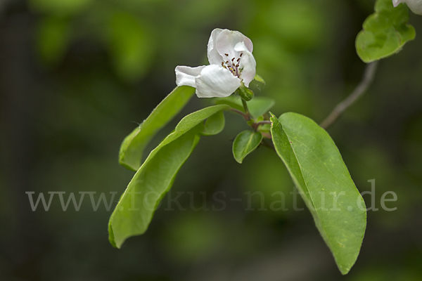 Birnenquitte (Cydonia oblonga var. Oblonga)