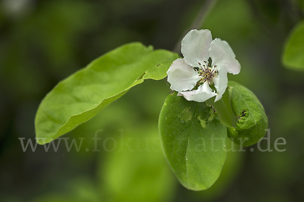 Birnenquitte (Cydonia oblonga var. Oblonga)