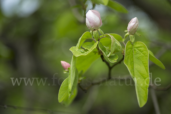 Birnenquitte (Cydonia oblonga var. Oblonga)