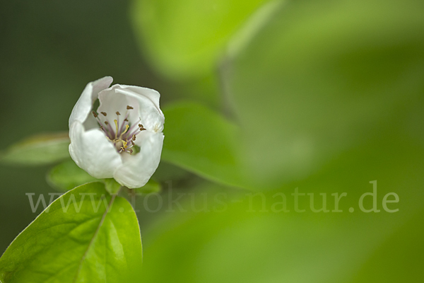 Birnenquitte (Cydonia oblonga var. Oblonga)