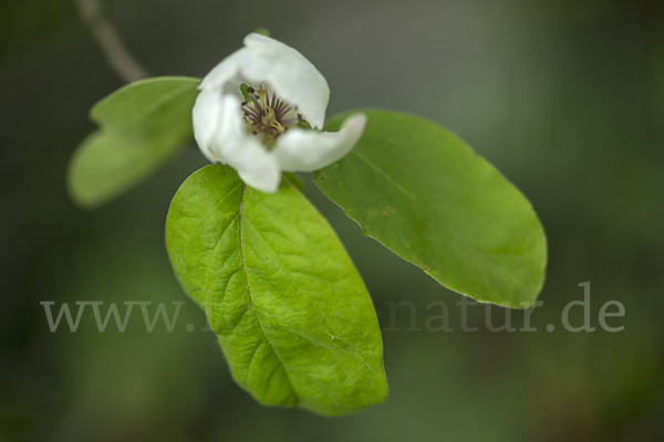 Birnenquitte (Cydonia oblonga var. Oblonga)