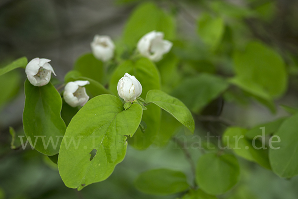 Birnenquitte (Cydonia oblonga var. Oblonga)