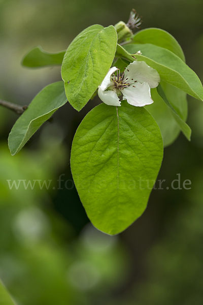 Birnenquitte (Cydonia oblonga var. Oblonga)