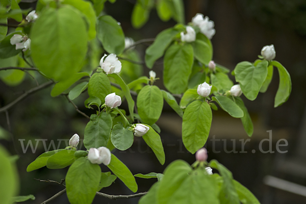 Birnenquitte (Cydonia oblonga var. Oblonga)