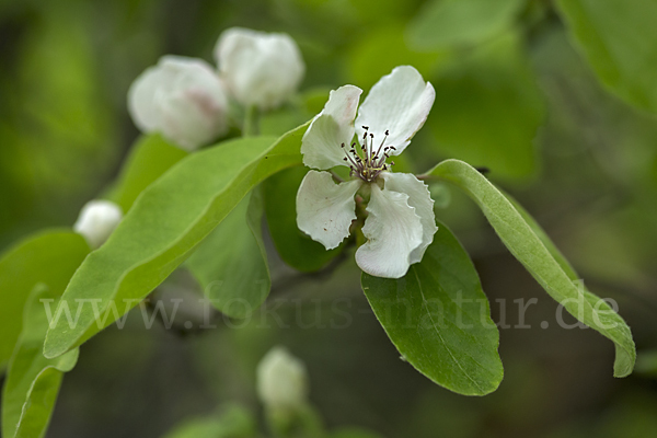 Birnenquitte (Cydonia oblonga var. Oblonga)