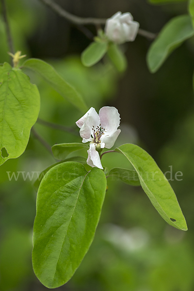 Birnenquitte (Cydonia oblonga var. Oblonga)