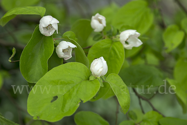 Birnenquitte (Cydonia oblonga var. Oblonga)