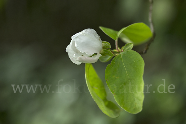 Birnenquitte (Cydonia oblonga var. Oblonga)