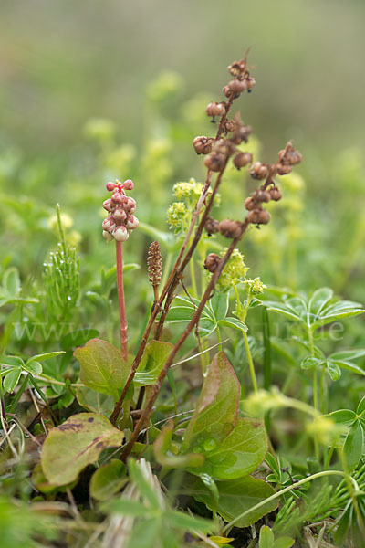 Birngrün (Orthilia secunda)