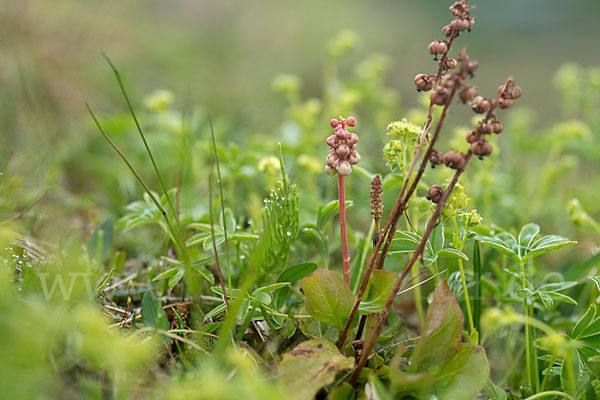 Birngrün (Orthilia secunda)