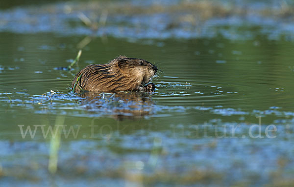 Bisamratte (Ondatra zibethicus)