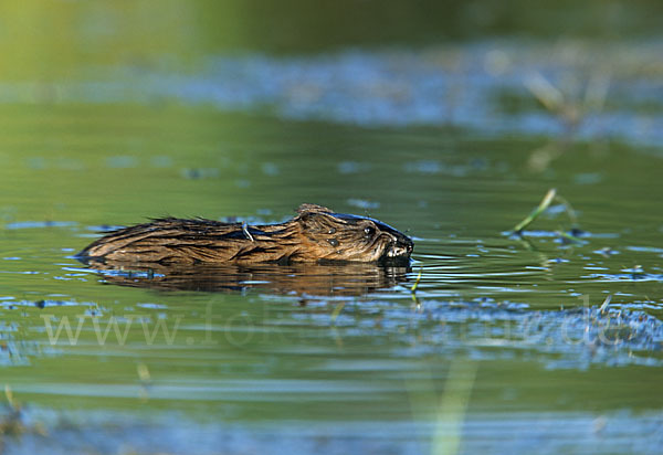 Bisamratte (Ondatra zibethicus)