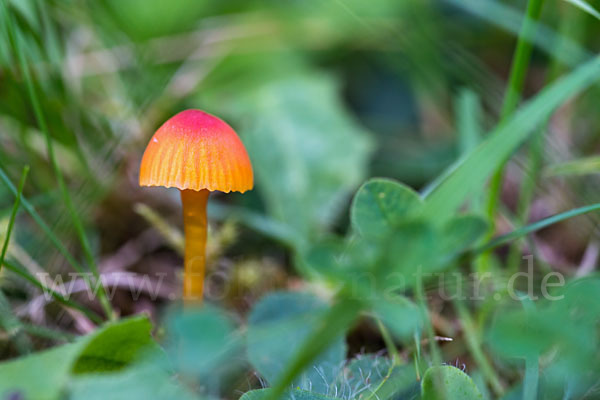 Bitterer Saftling (Hygrocybe mucronella)