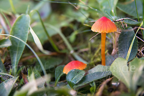 Bitterer Saftling (Hygrocybe mucronella)