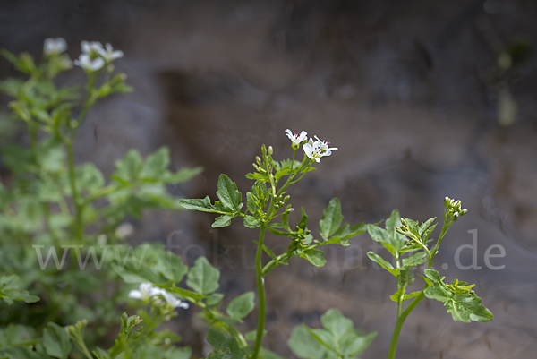 Bitteres Schaumkraut (Cardamine amara)