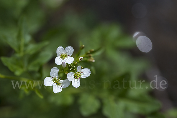 Bitteres Schaumkraut (Cardamine amara)