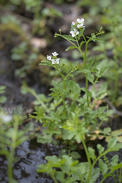 Bitteres Schaumkraut (Cardamine amara)