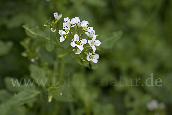 Bitteres Schaumkraut (Cardamine amara)