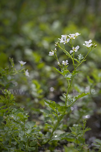 Bitteres Schaumkraut (Cardamine amara)