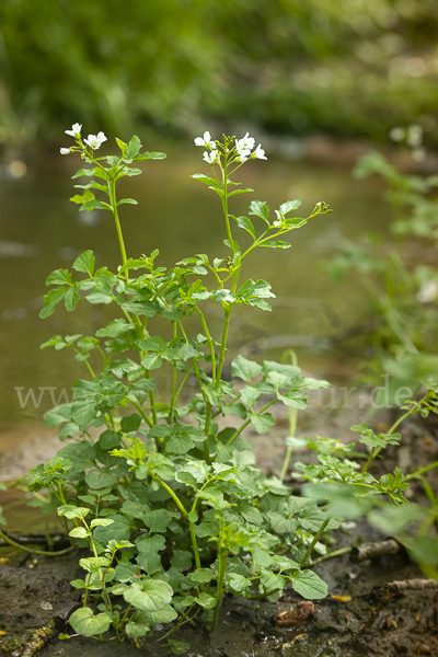 Bitteres Schaumkraut (Cardamine amara)