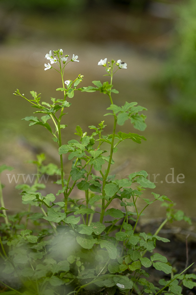 Bitteres Schaumkraut (Cardamine amara)