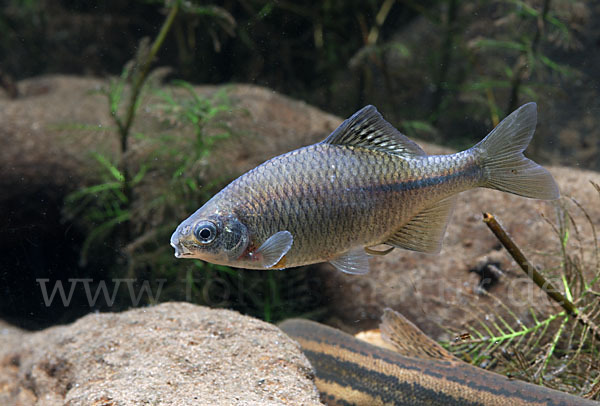 Bitterling (Rhodeus sericeus amarus)