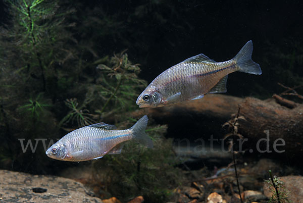 Bitterling (Rhodeus sericeus amarus)