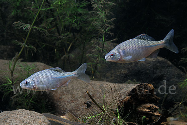 Bitterling (Rhodeus sericeus amarus)