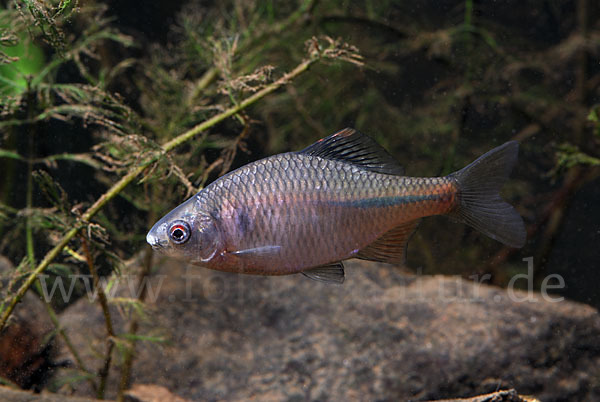 Bitterling (Rhodeus sericeus amarus)