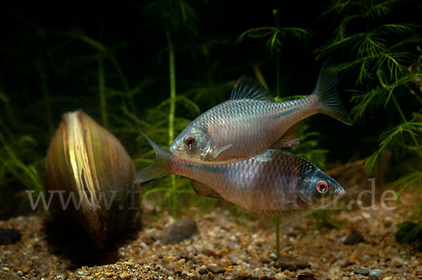 Bitterling (Rhodeus sericeus amarus)