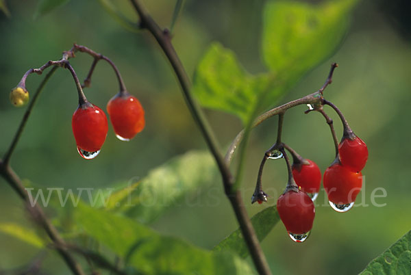 Bittersüßer Nachtschatten (Solanum dulcamara)