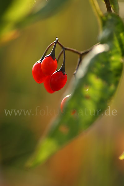 Bittersüßer Nachtschatten (Solanum dulcamara)