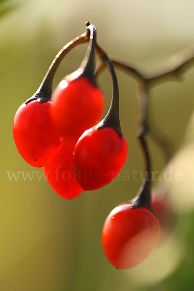 Bittersüßer Nachtschatten (Solanum dulcamara)